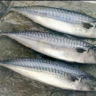 Рыба Скумбрия н/р с/м