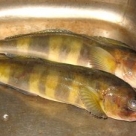 Рыба Терпуг курильский с/м (*18кг)