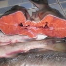 Рыба Кета ПСГ с/м