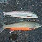 Рыба Голец н/р с/м (*22кг)